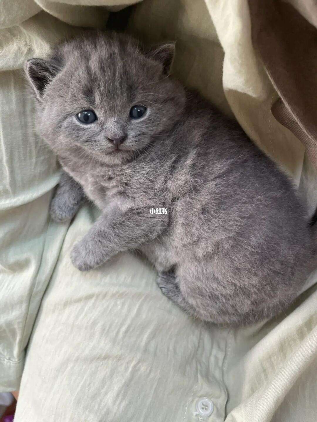 手机版的大蓝猫下载大蓝猫游戏电脑版在哪里下载-第1张图片-太平洋在线下载