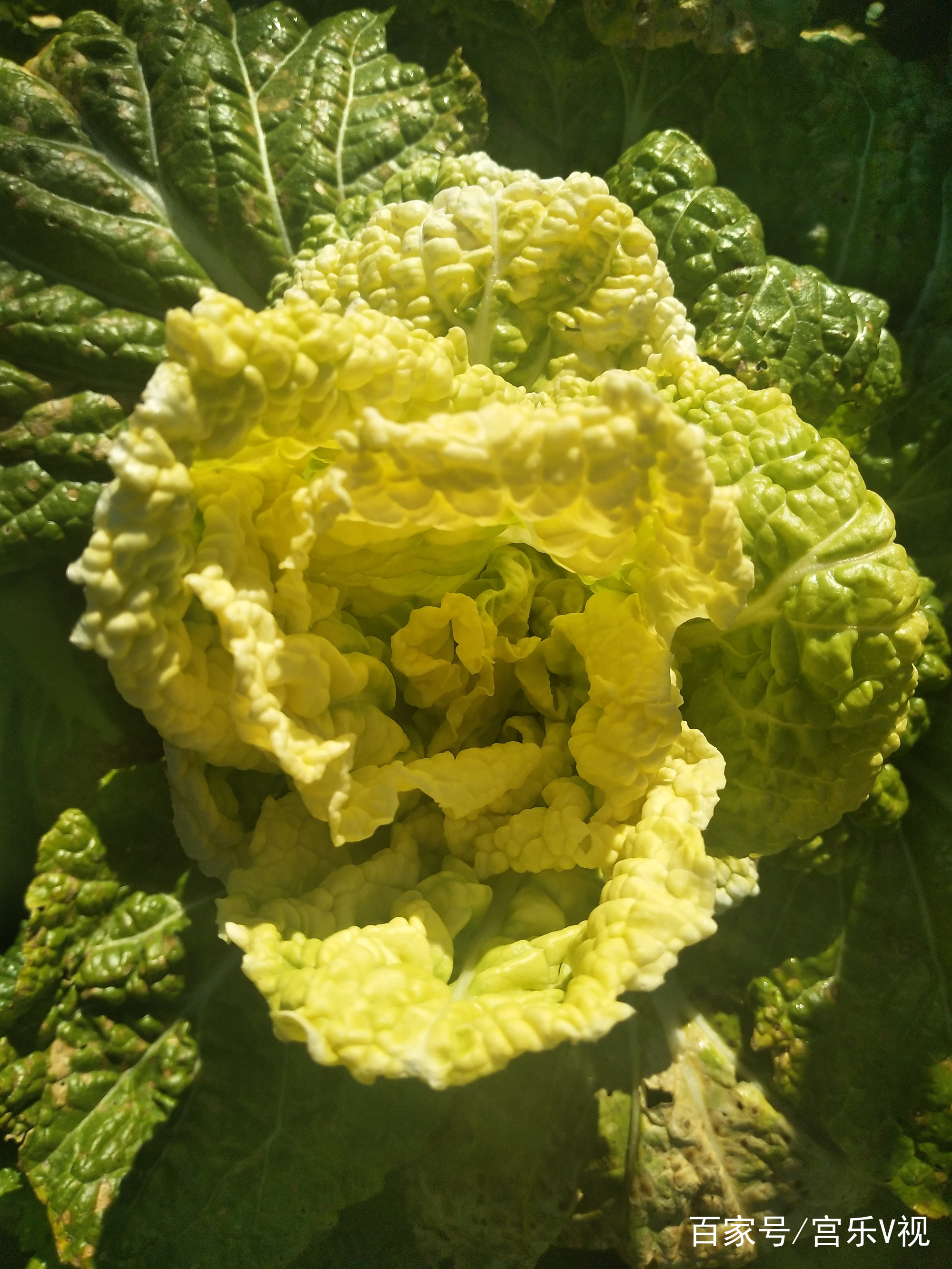 白菜手机版客户端2020最新白菜app平台大全-第2张图片-太平洋在线下载